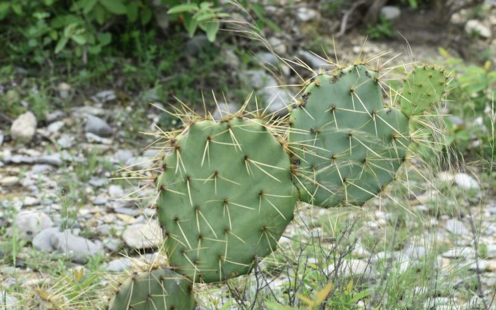 Copia de IMG-20241008-WA0024