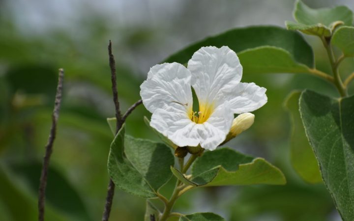 Copia de IMG-20241008-WA0038